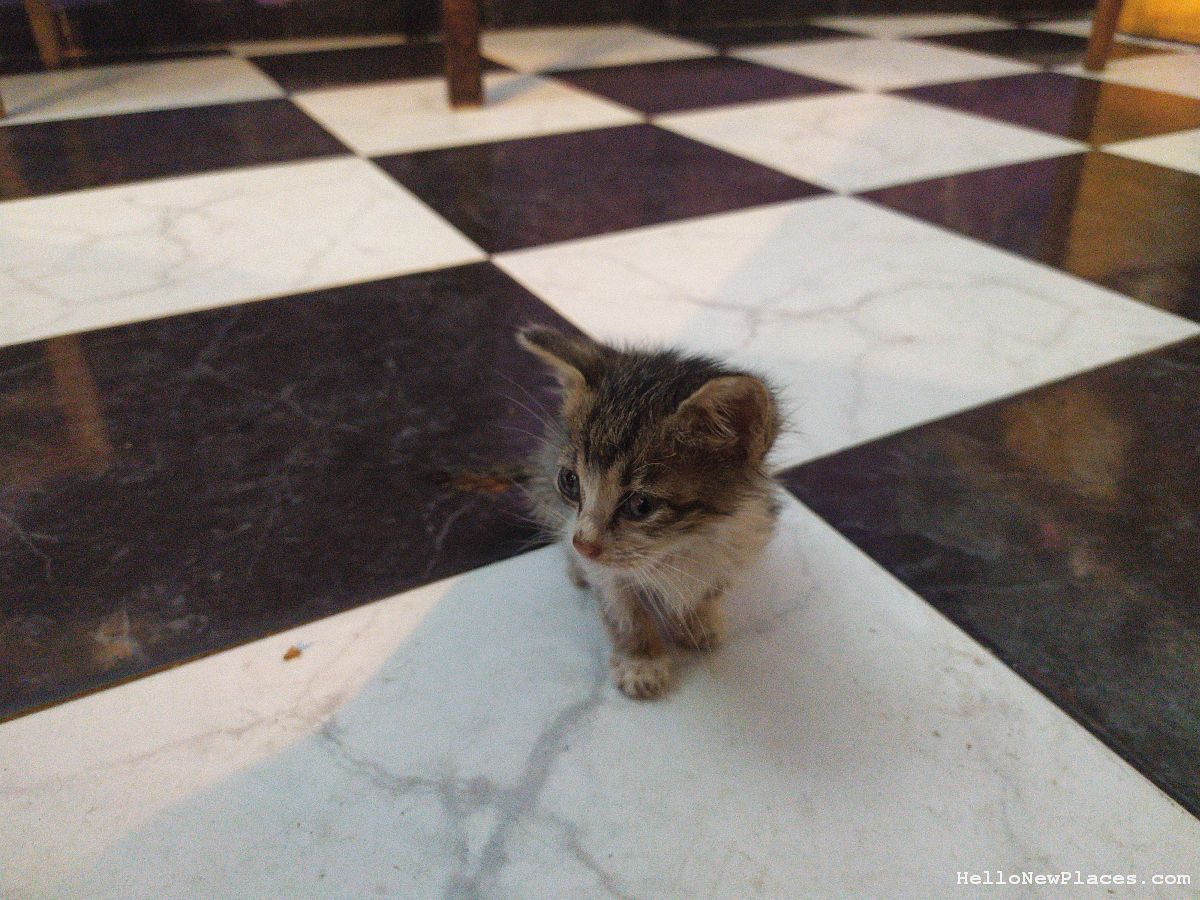 kitten-walks-up
